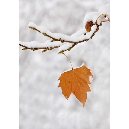 Lone leaf clings to a snowy sycamore tree branch